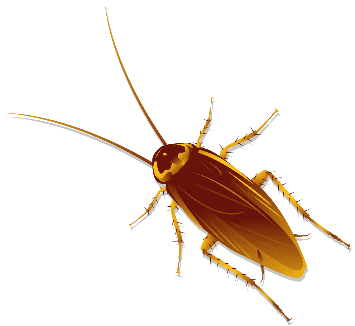 cockroach